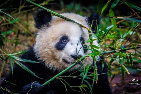 成都住哪裏環境好 與熊貓共舞的都市綠洲